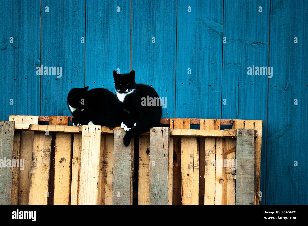 Two farm cats sitting on a pallet. Stock Photo