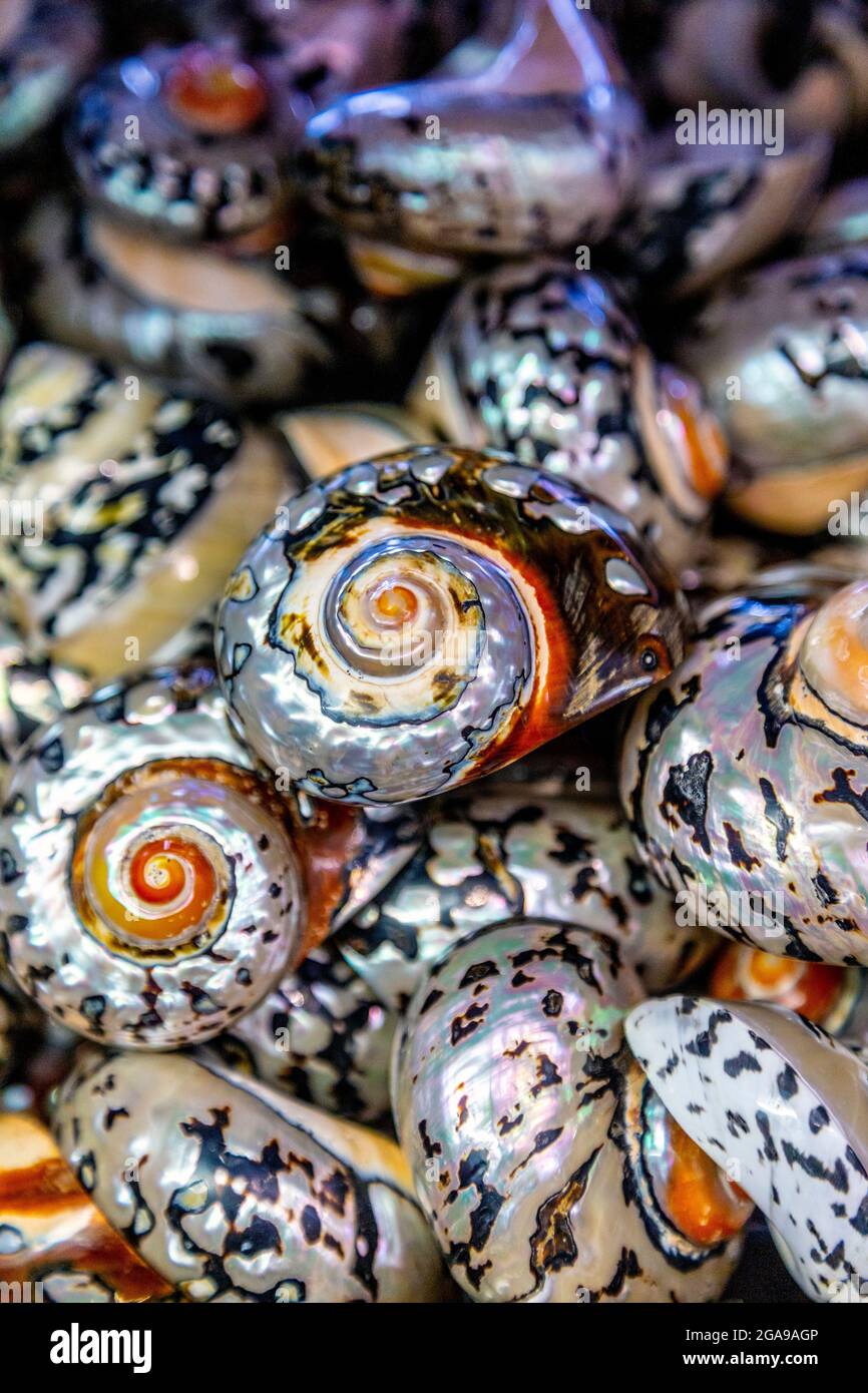 Colourful pearlescent South African Rong Snail conch shells at the Shell Shop in St Ives, Cornwall, UK Stock Photo
