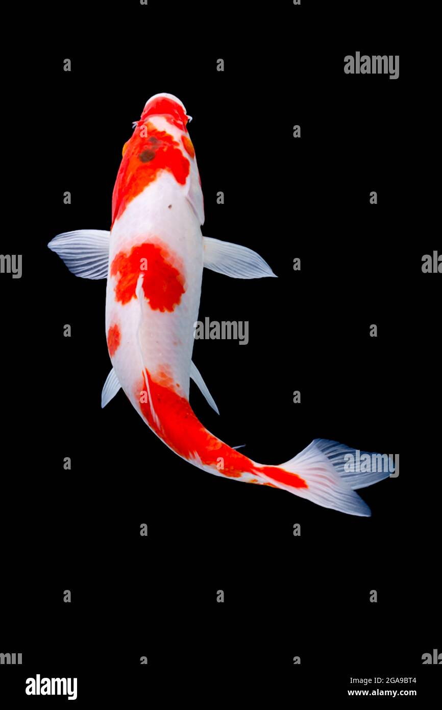 Koi fish Gold isolated on black background Stock Photo Alamy