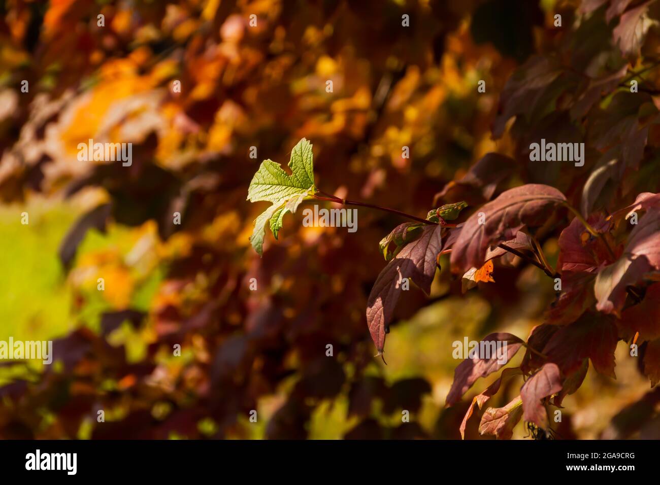 Autumn red brown leaves in soft focus on a blurry background. A full frame of colorful red-orange leaves. Warm sunlight. The background is a natural p Stock Photo