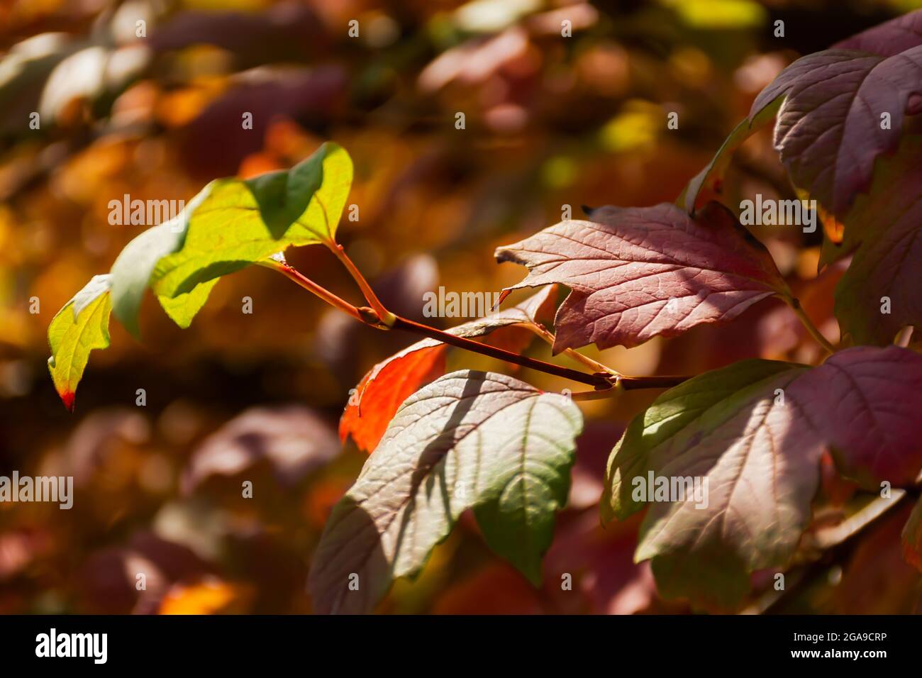 Autumn red brown leaves in soft focus on a blurry background. A full frame of colorful red-orange leaves. Warm sunlight. The background is a natural p Stock Photo