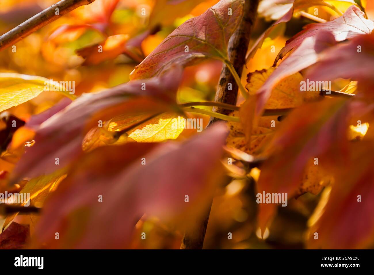 Autumn red brown leaves in soft focus on a blurry background. A full frame of colorful red-orange leaves. Warm sunlight. The background is a natural p Stock Photo