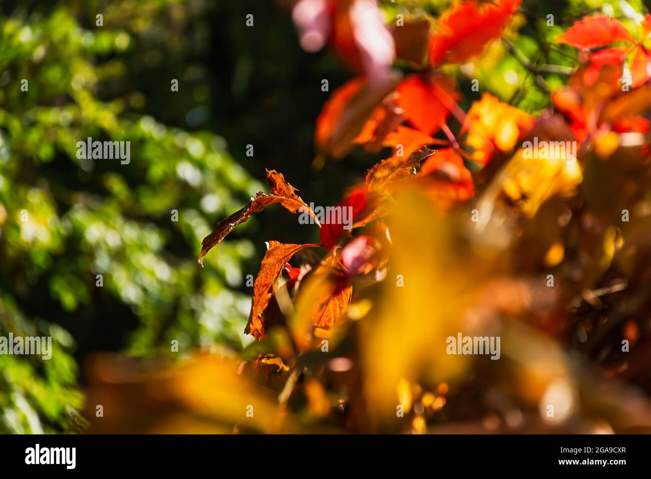 Autumn red brown leaves in soft focus on a blurry background. A full frame of colorful red-orange leaves. Warm sunlight. The background is a natural p Stock Photo