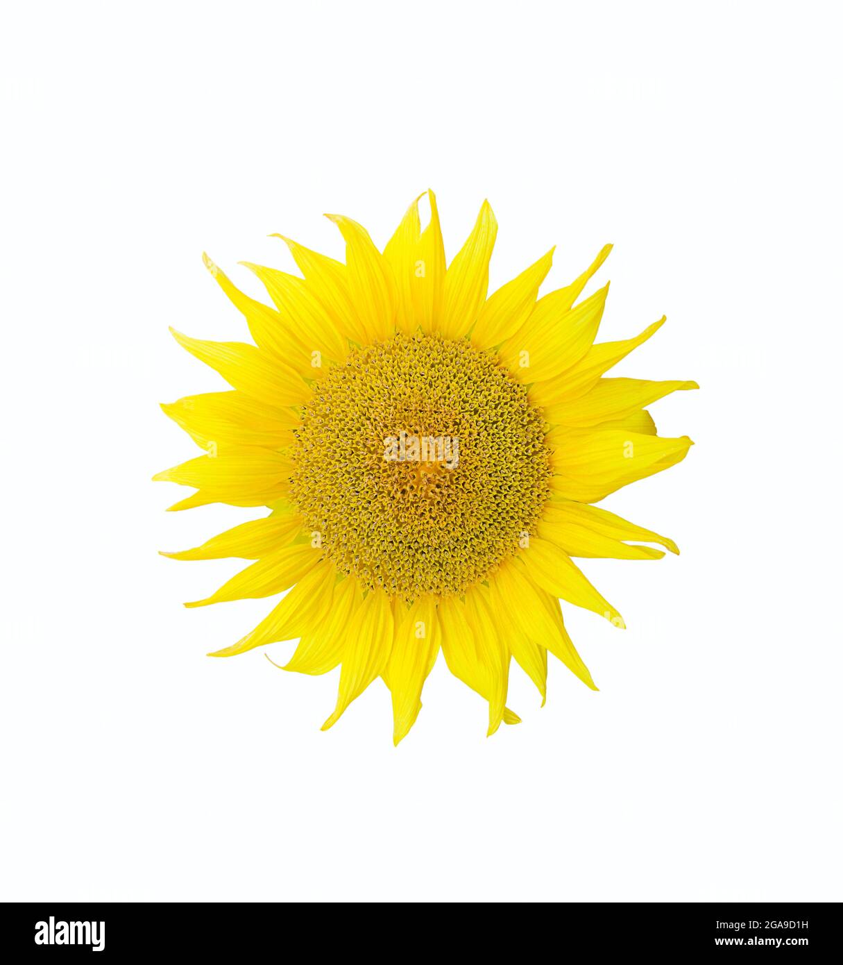 Isolated shiny yellow sunflower. Natural organic background. White background. Stock Photo