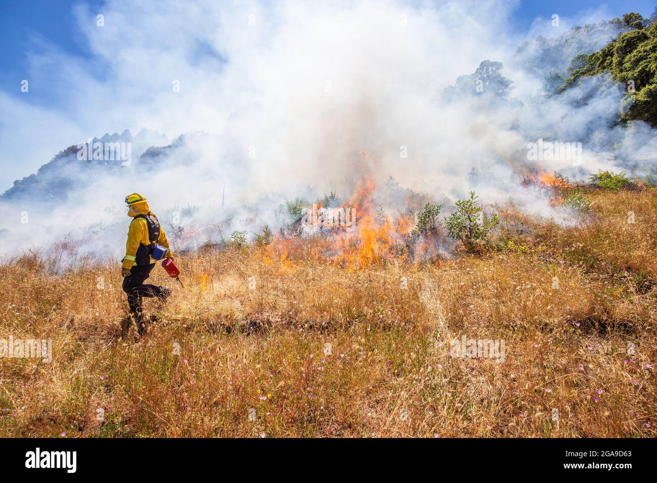 A CalFire firefighter uses a drip torch to ignite fuels and create a