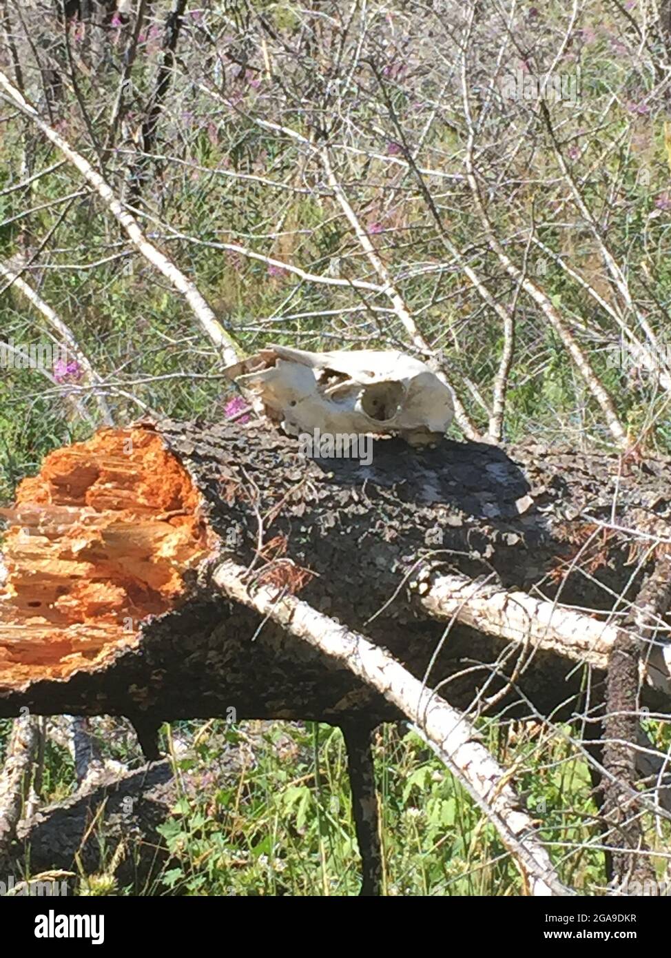 A deer skull on a log in Wyoming Stock Photo