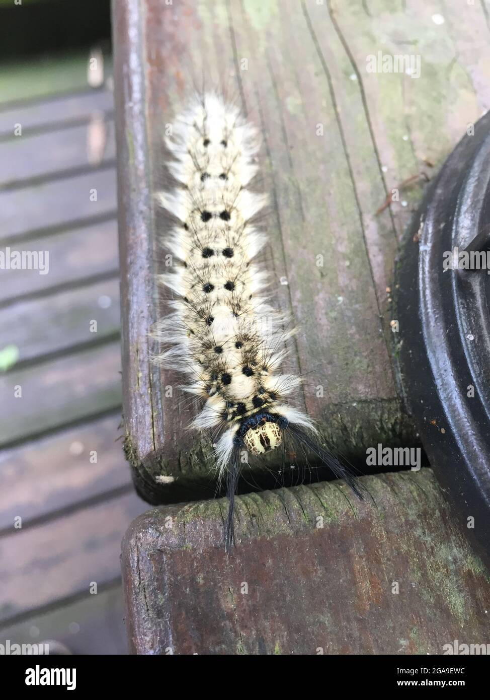 A fuzzy caterpillar in the forest in Taiwan Stock Photo