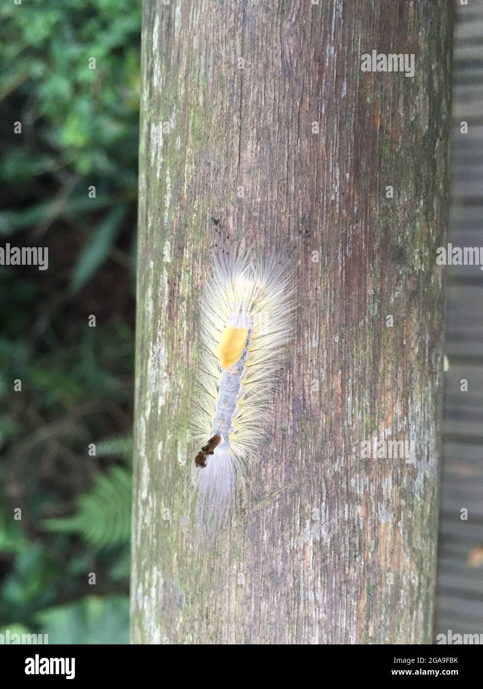 A fuzzy caterpillar in the forest in Taiwan Stock Photo