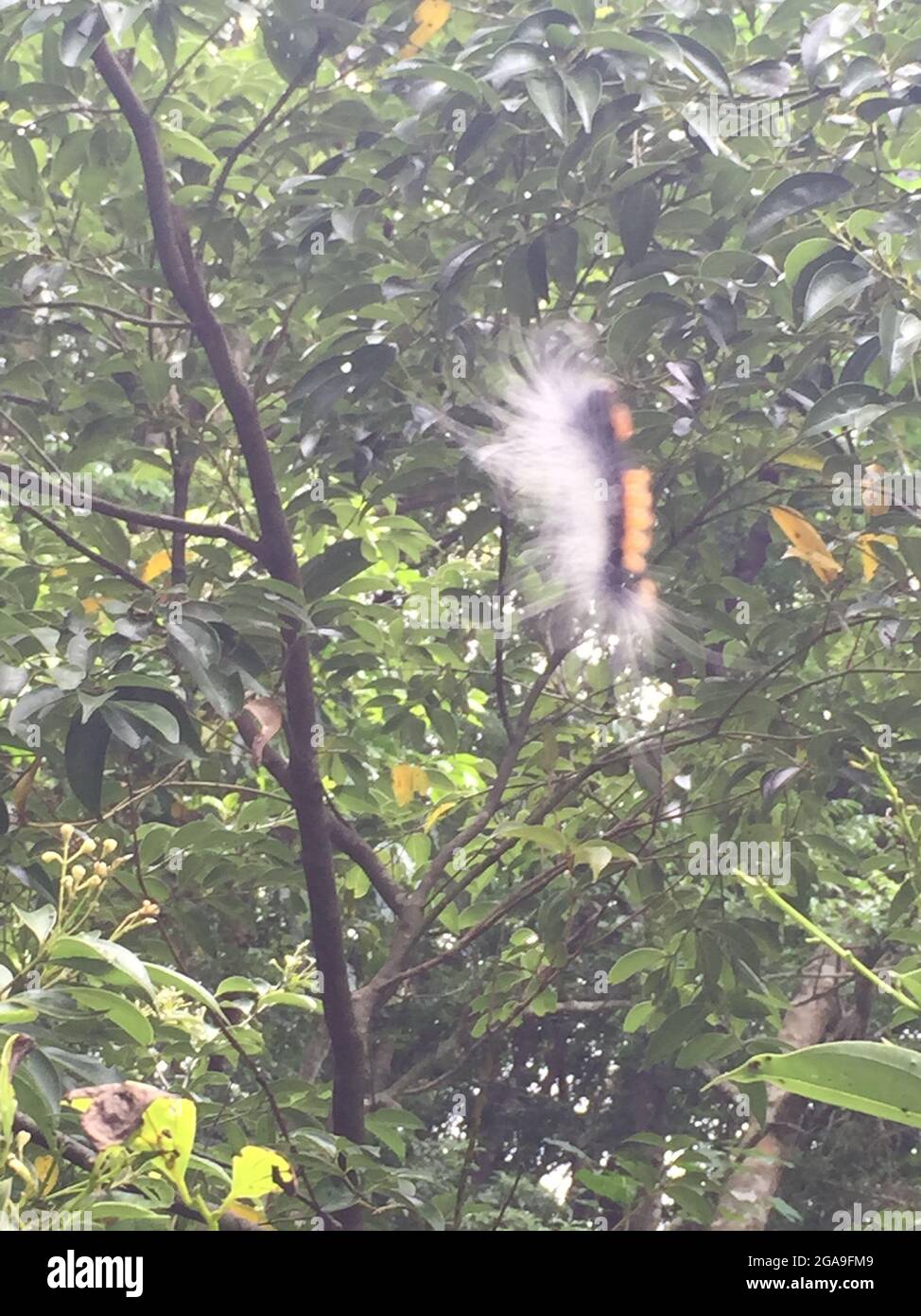 A fuzzy caterpillar in the forest in Taiwan Stock Photo