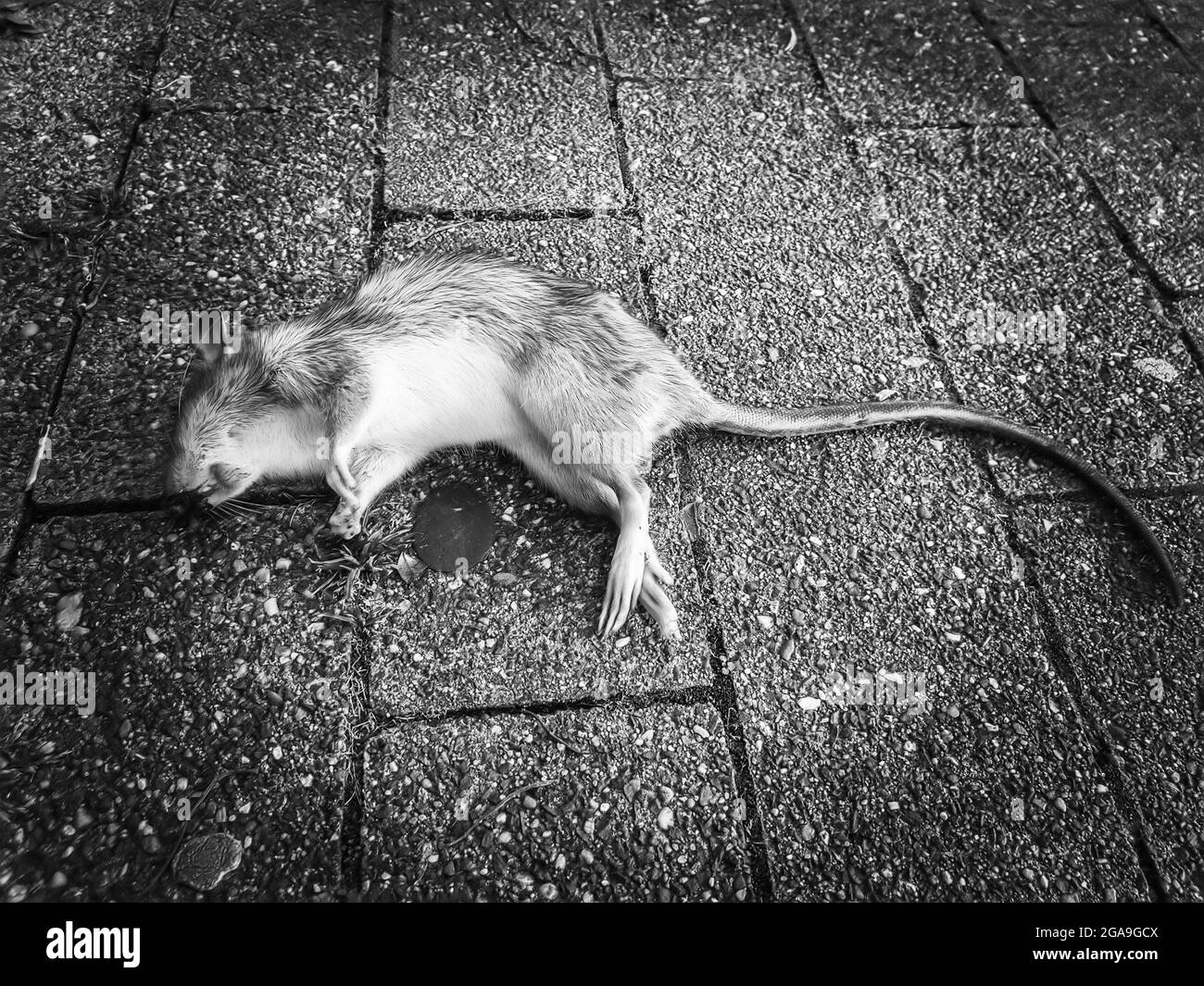 Dead rat on the street Stock Photo