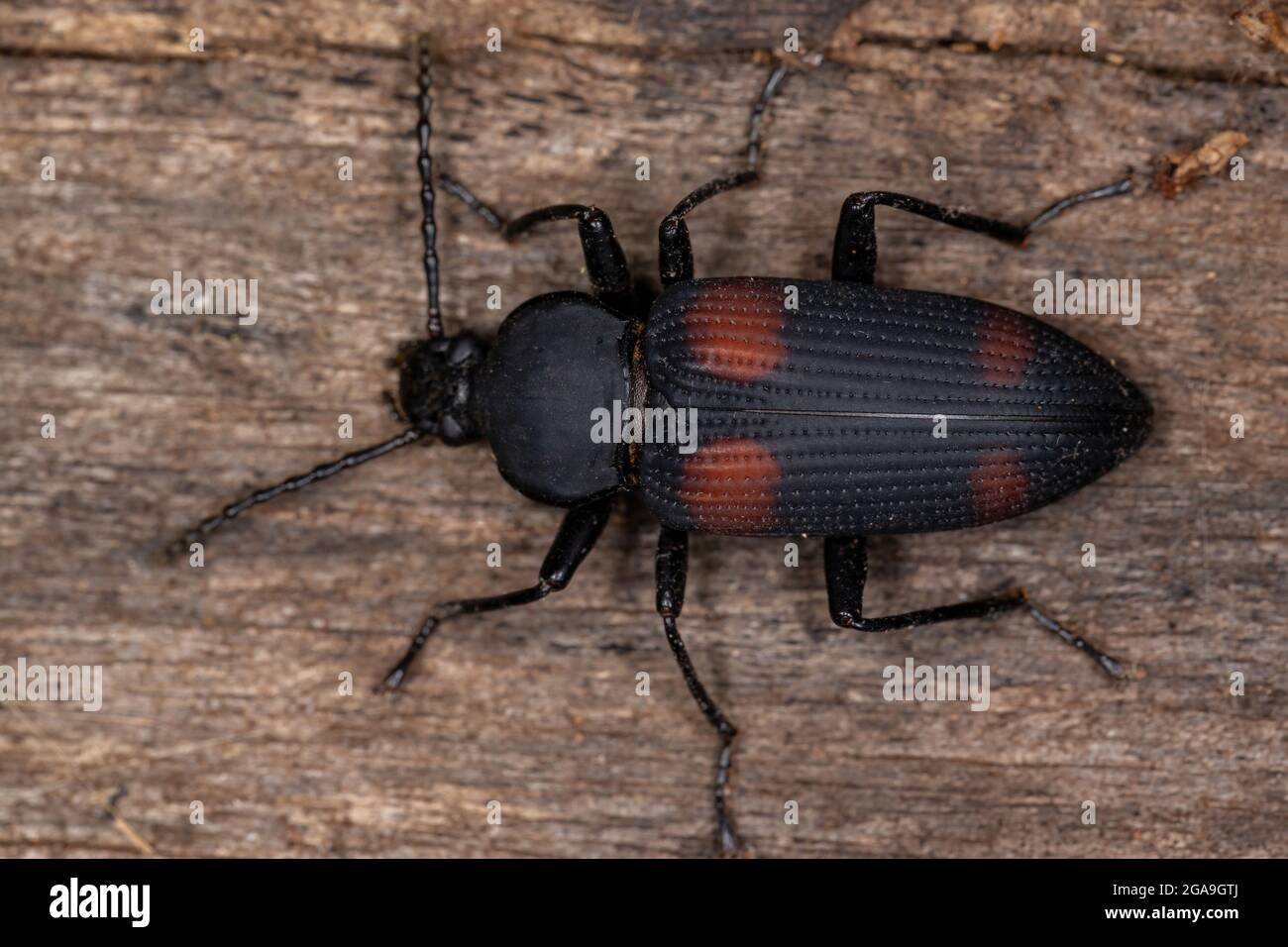 Adult Darkling Beetle of the species Zophobas quadrimaculatus Stock Photo Alamy