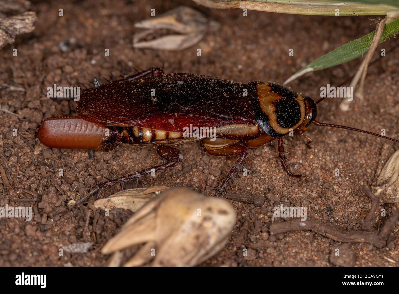 Cockroach Eggs High Resolution Stock Photography And Images Alamy