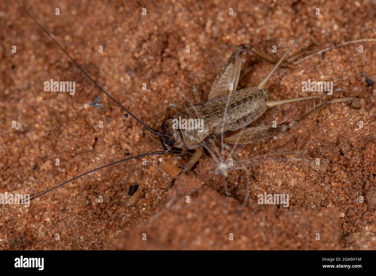 Small Field Cricket of the Tribe Modicogryllini Stock Photo