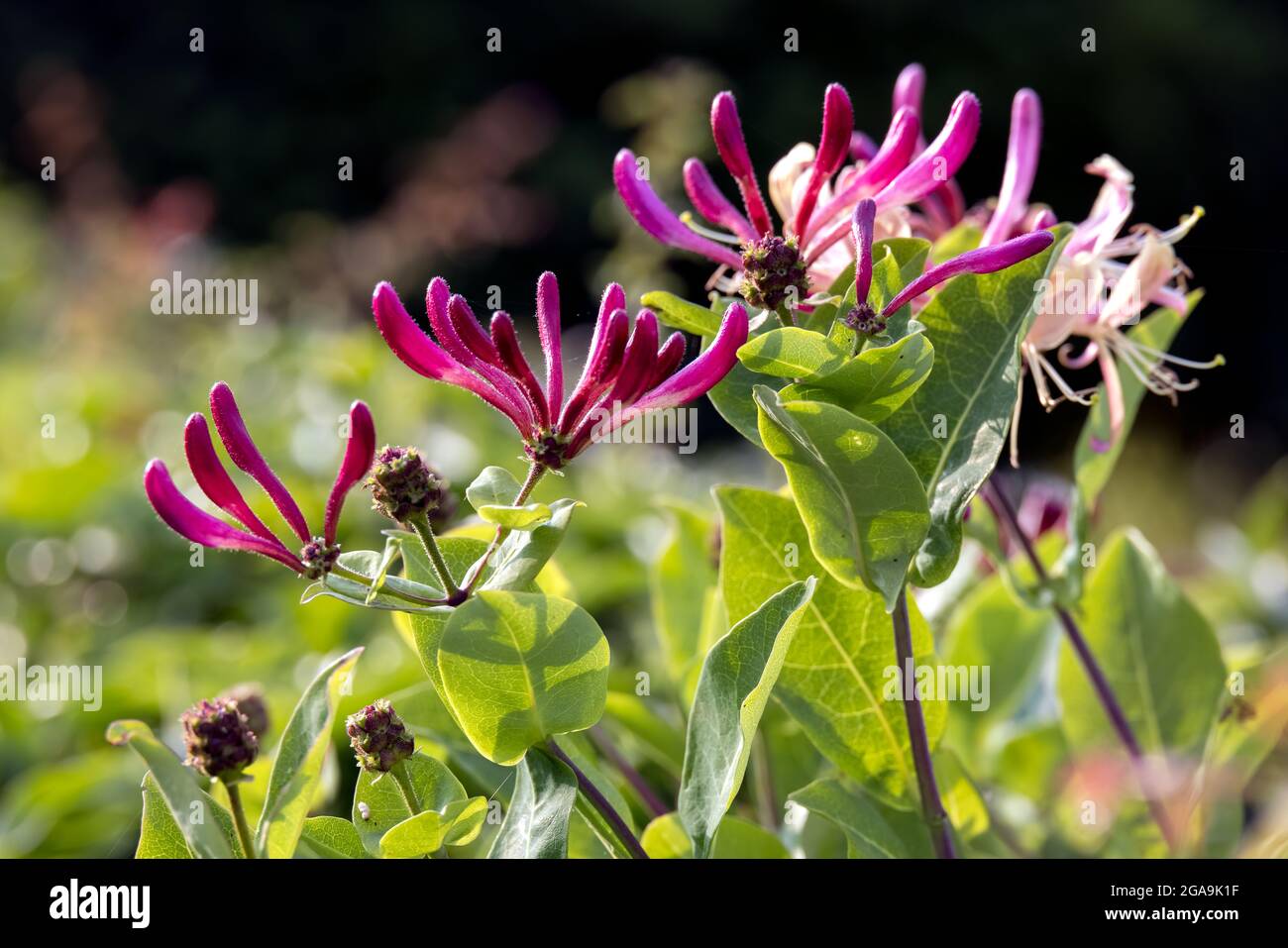 philodendron roseocataphyllum Philodendron roseocataphyllum — Ecuagenera Europe GmbH