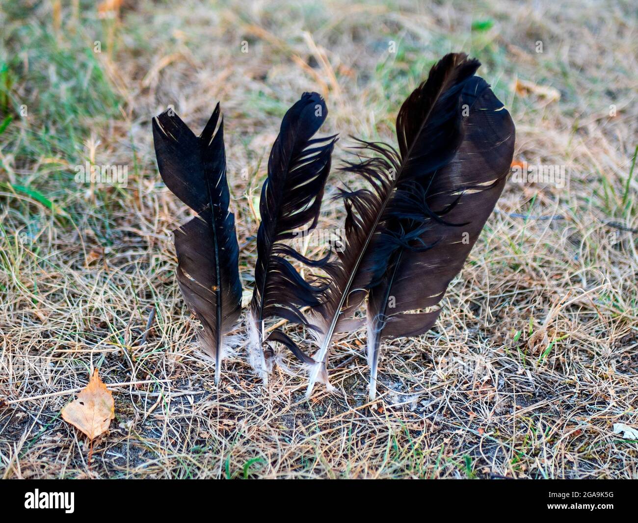 Four black bird feathers forced into the ground. Concept of ominous sign, spirituality or witchery Stock Photo