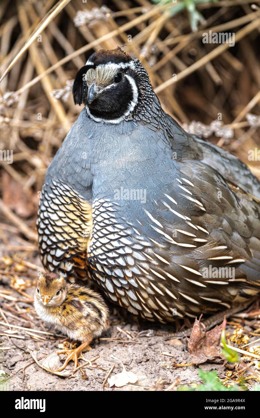 Male California Quail (Callipepla californica) Watching over a Hatchling Stock Photo