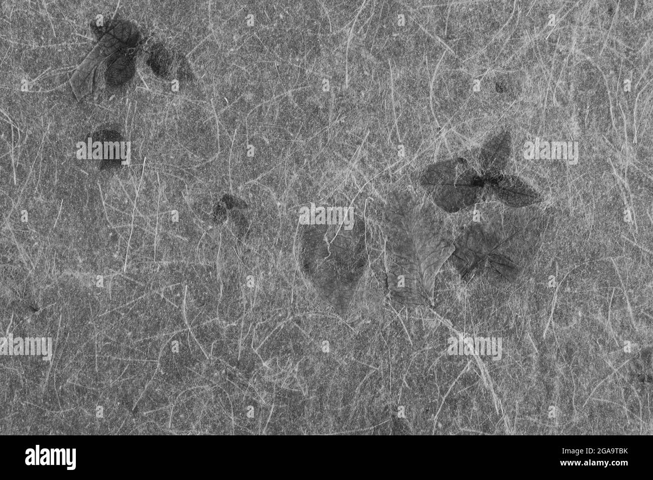 Closeup of handmade paper texture vintage background with leaf. Black ...