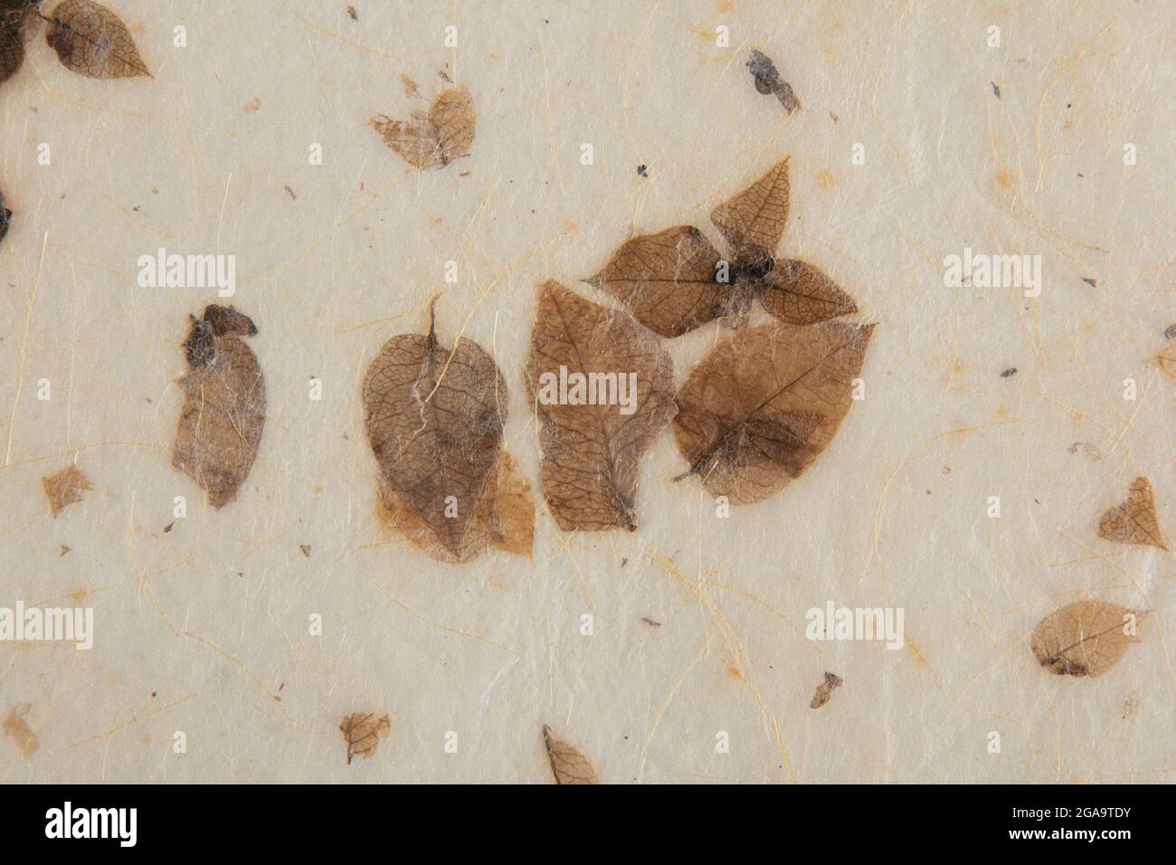 Closeup of handmade paper texture vintage background with leaf Stock ...