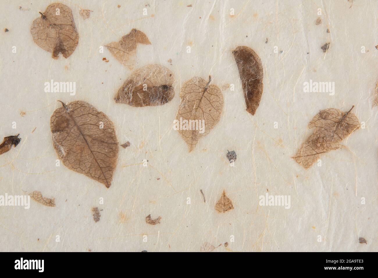 Closeup of handmade paper texture vintage background with leaf Stock ...