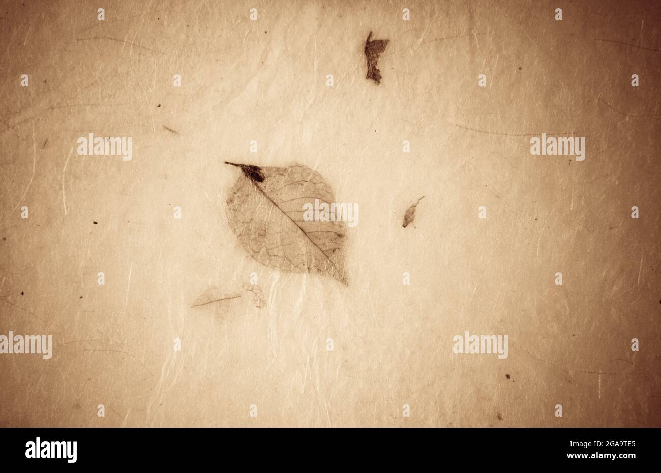 Closeup of handmade paper texture vintage background with leaf Stock ...