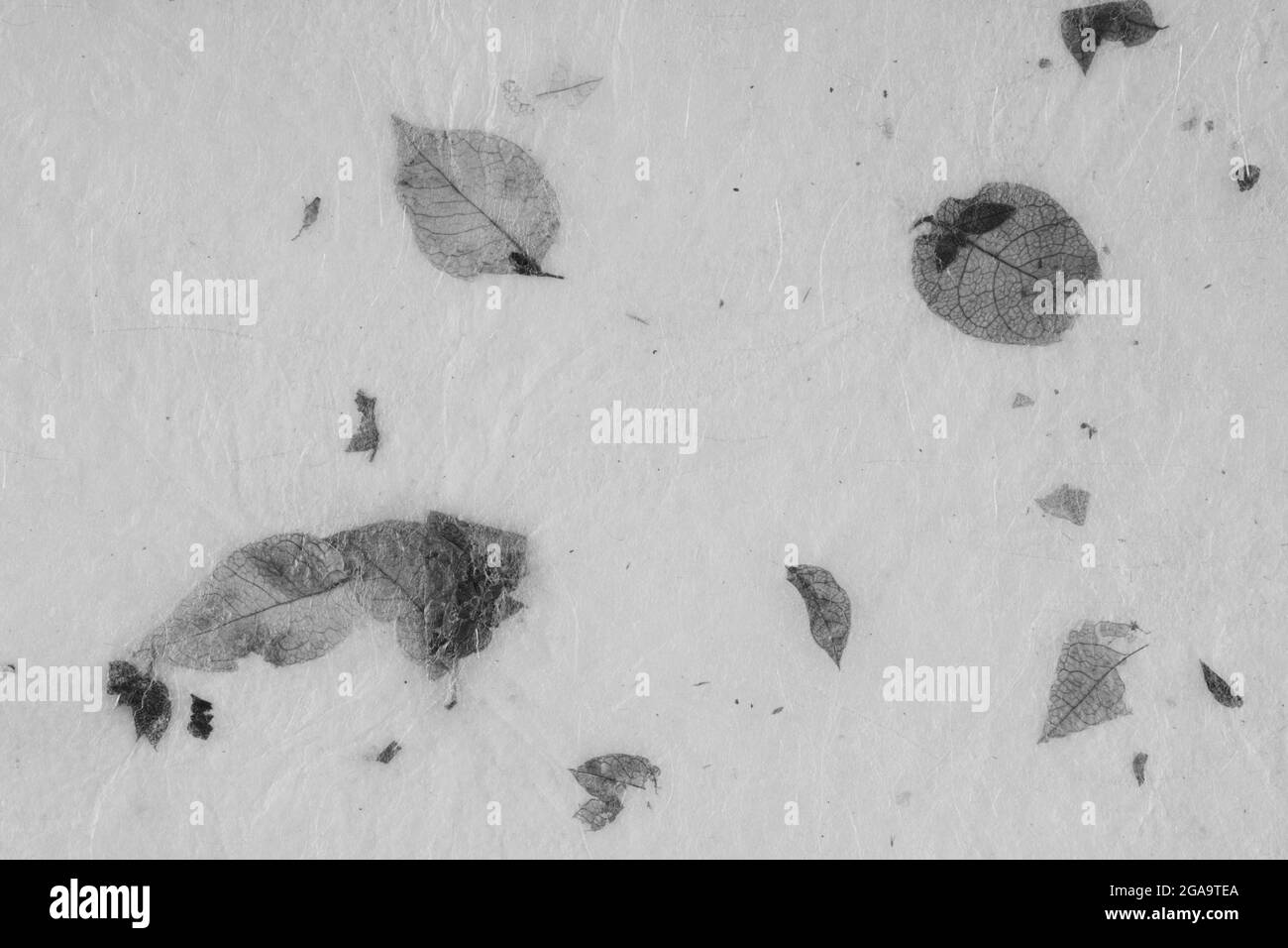 Closeup of handmade paper texture vintage background with leaf. Black ...