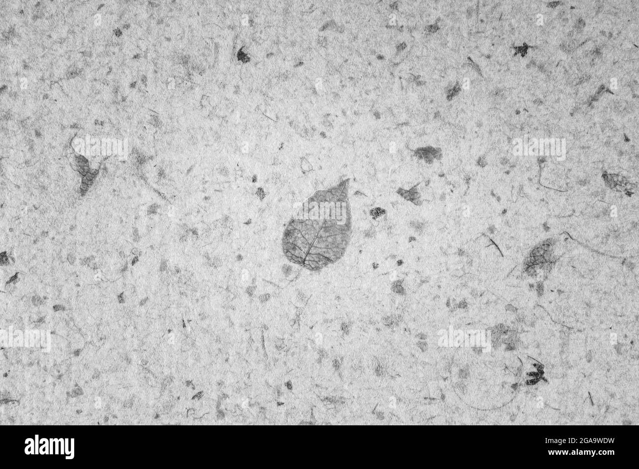 Closeup of handmade paper texture vintage background with leaf. Black ...