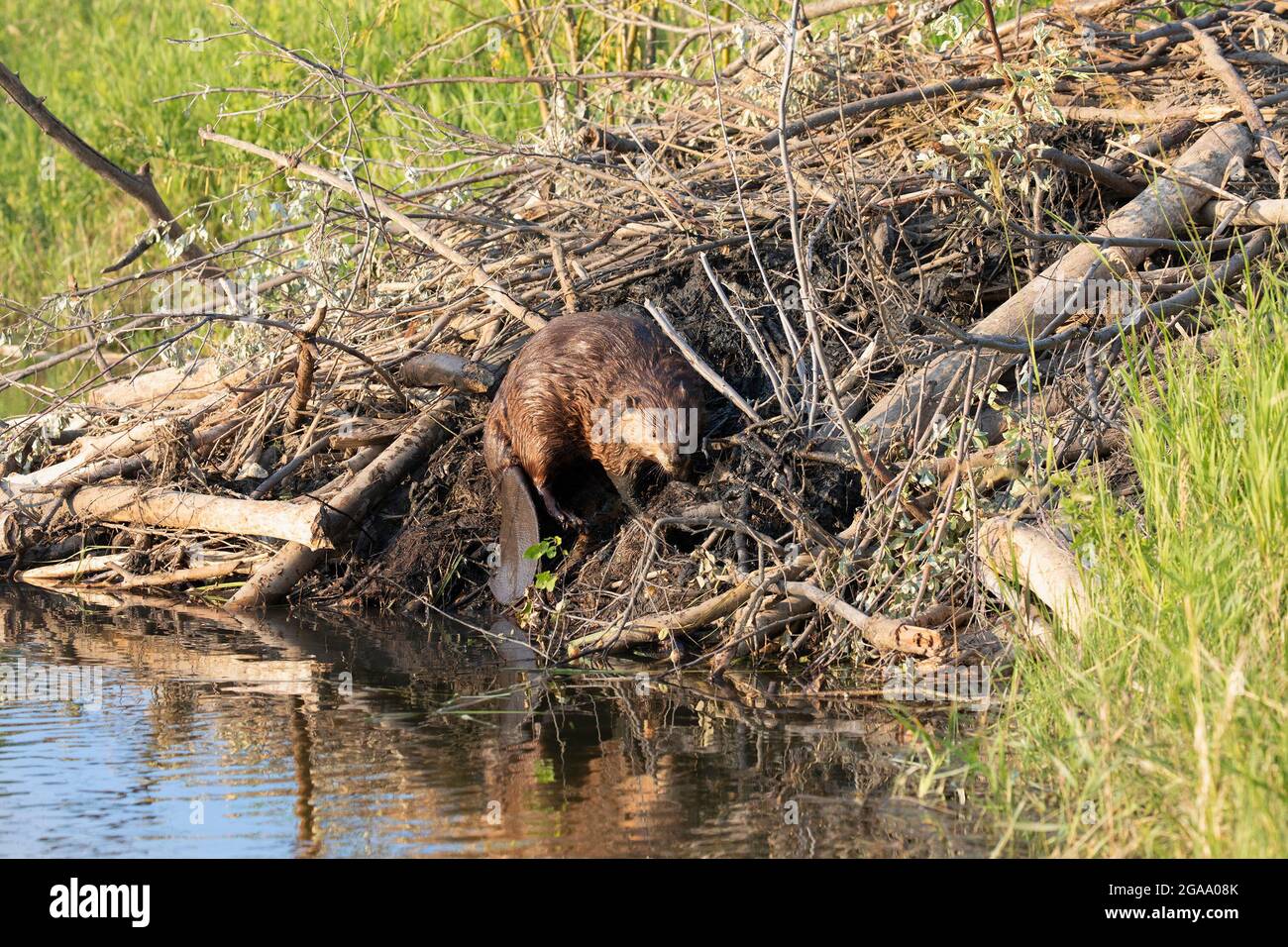 North American Beaver Building A Lodge On The Edge Of A Pond By Adding 