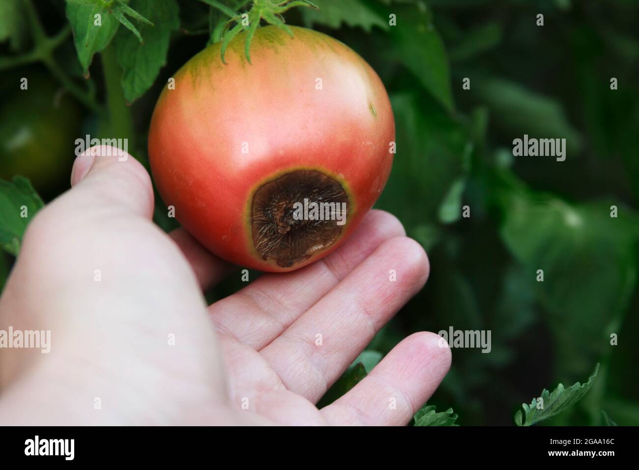 Blossom end rot on the red tomato. Damaged fruit in the farmer hand. Close-up. Disease of tomatoes. Blurred agricultural background. Low key Stock Photo