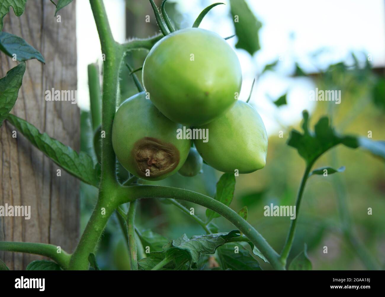 Disease of tomatoes. Blossom end rot. Three green tomatoes are rotten on the bush. Close-up. Crop problems. Blurred agricultural background Stock Photo