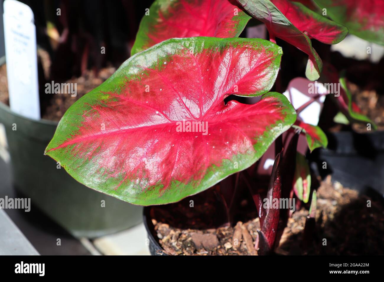 Caladium Pink High Resolution Stock Photography and Images - Alamy