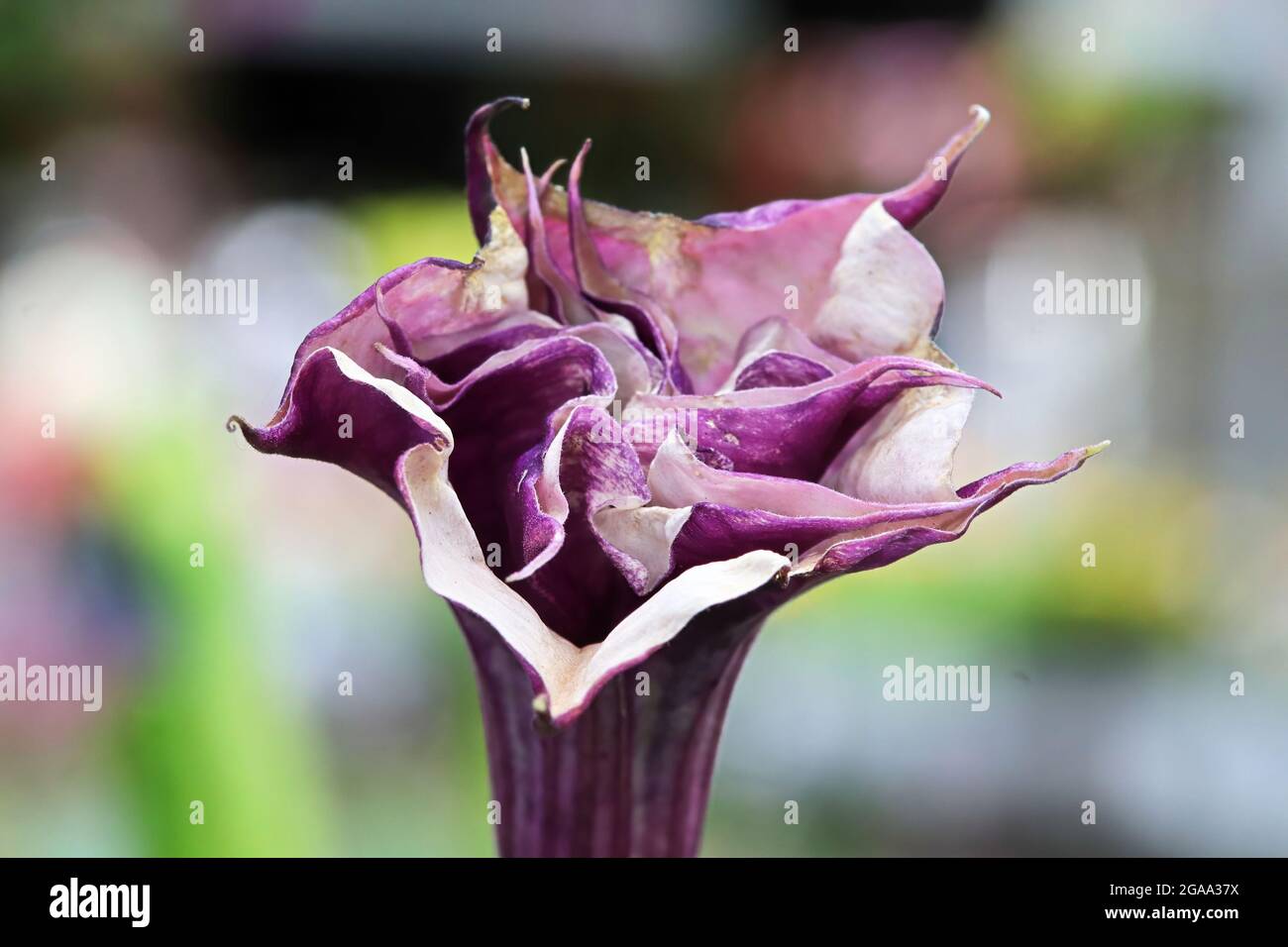 Purple moonflower hi-res stock photography and images - Alamy
