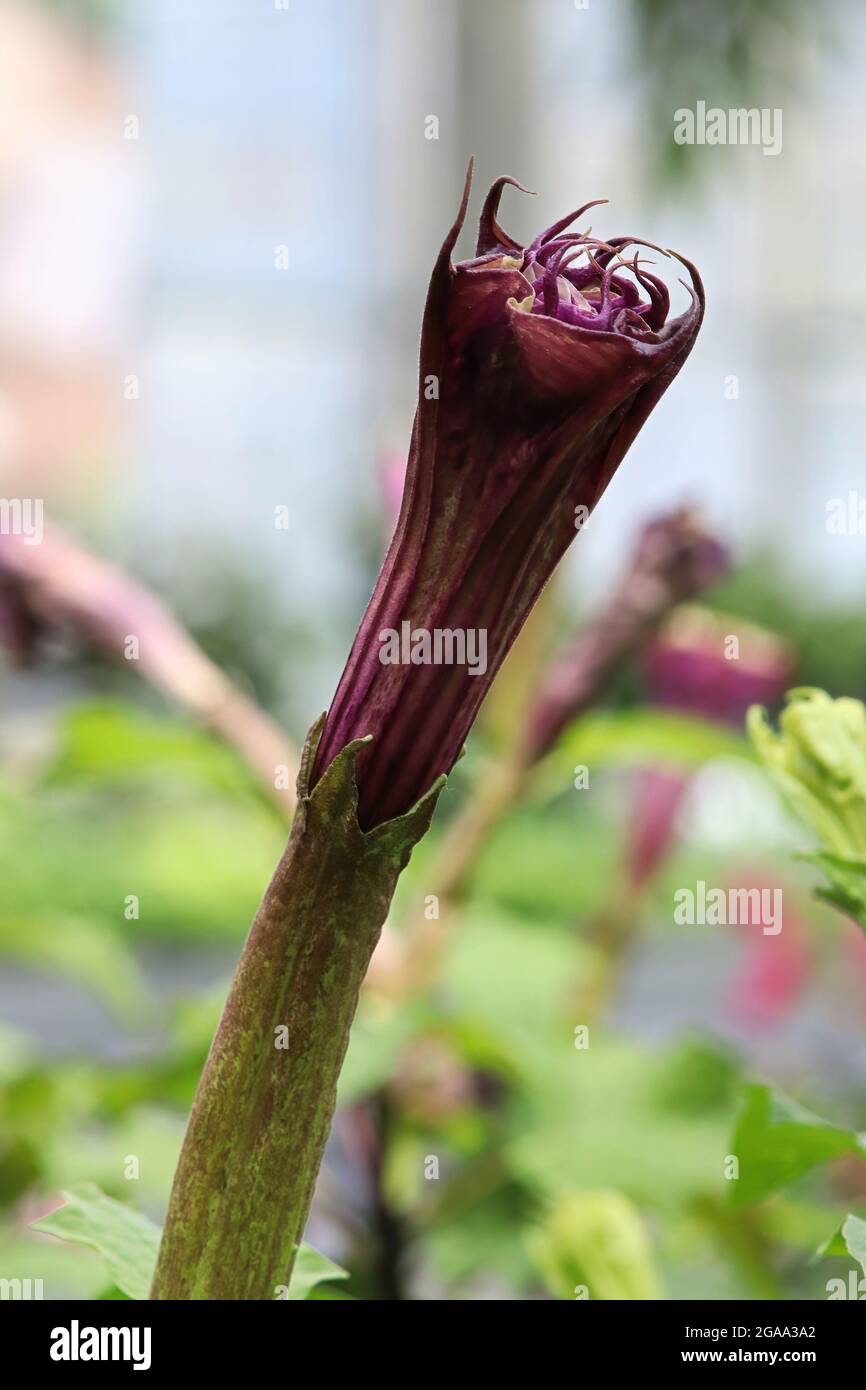 Closeup of the flowers on a Datura plant Stock Photo - Alamy