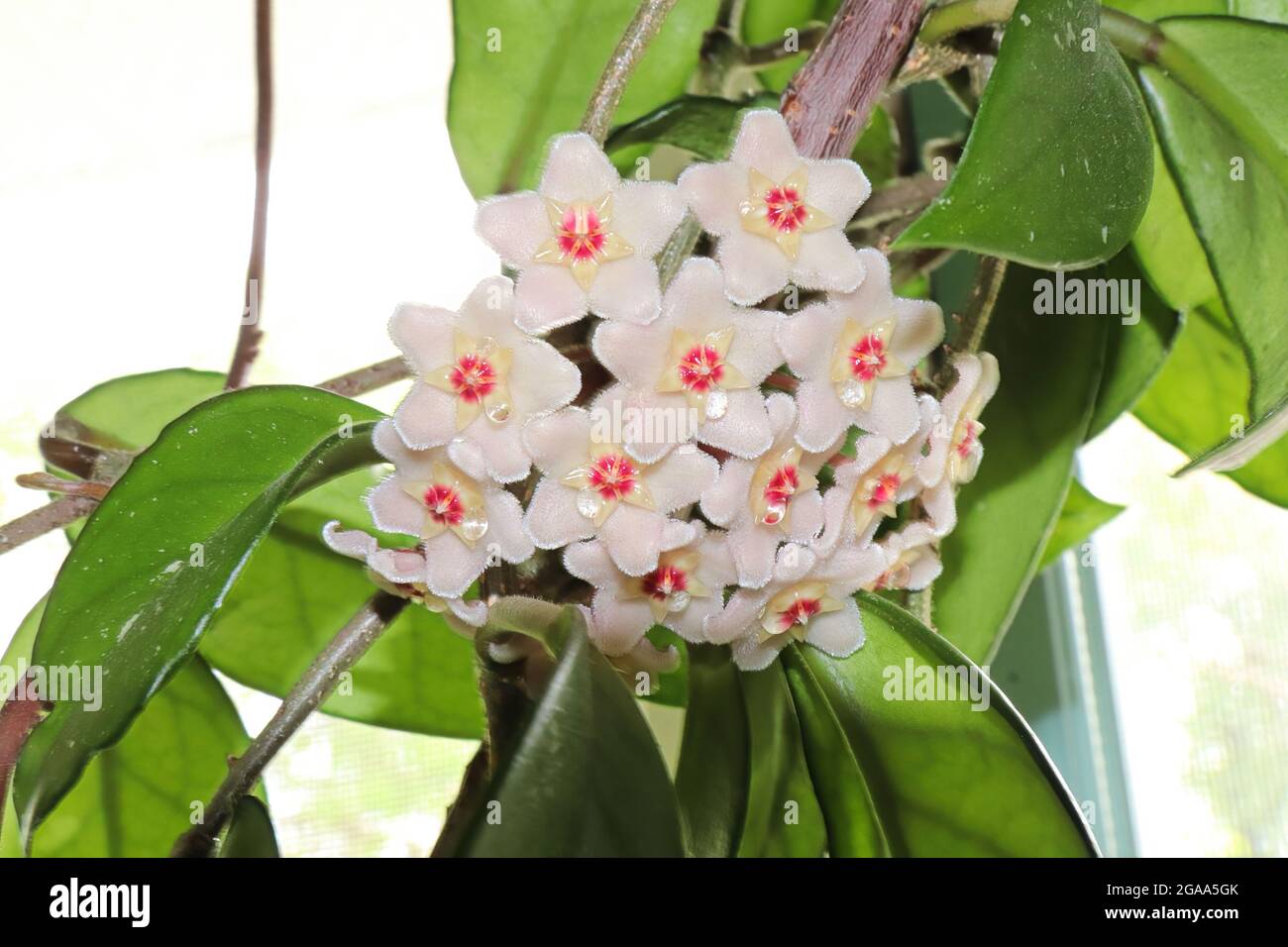 A cluster of hoya flowers against a white background Stock Photo