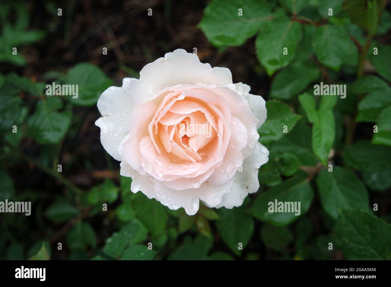 The penny drops hires stock photography and images Alamy