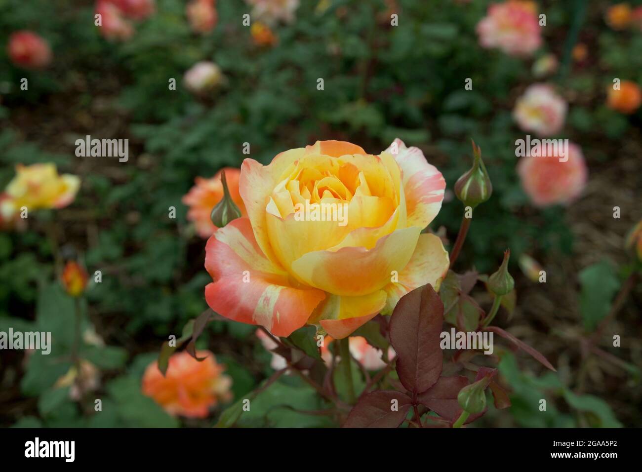 Yellow Orange Striped Rose Flowers Stock Photo - Alamy
