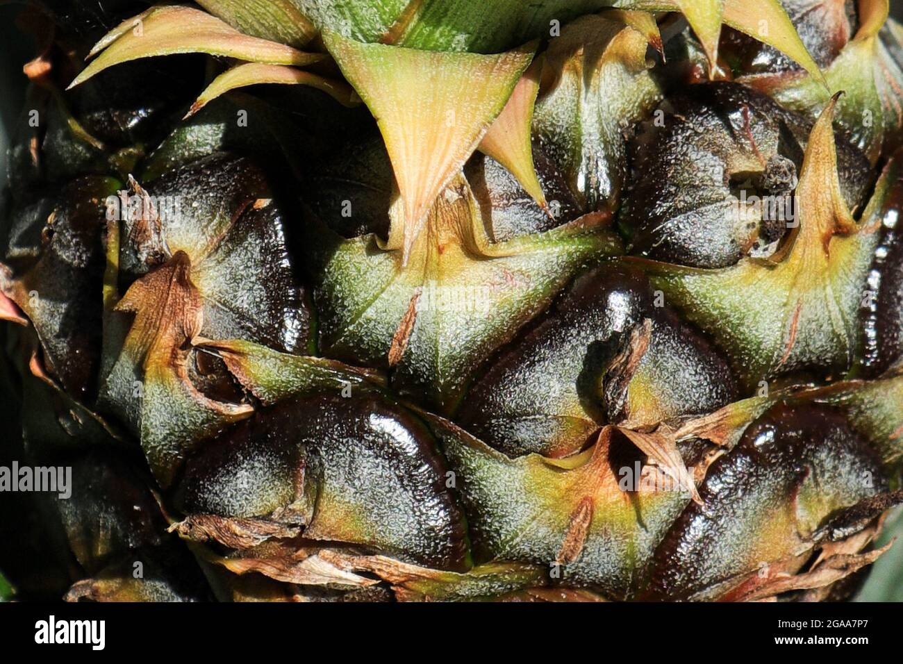 Macro of the scales on a pineapple fruit Stock Photo Alamy