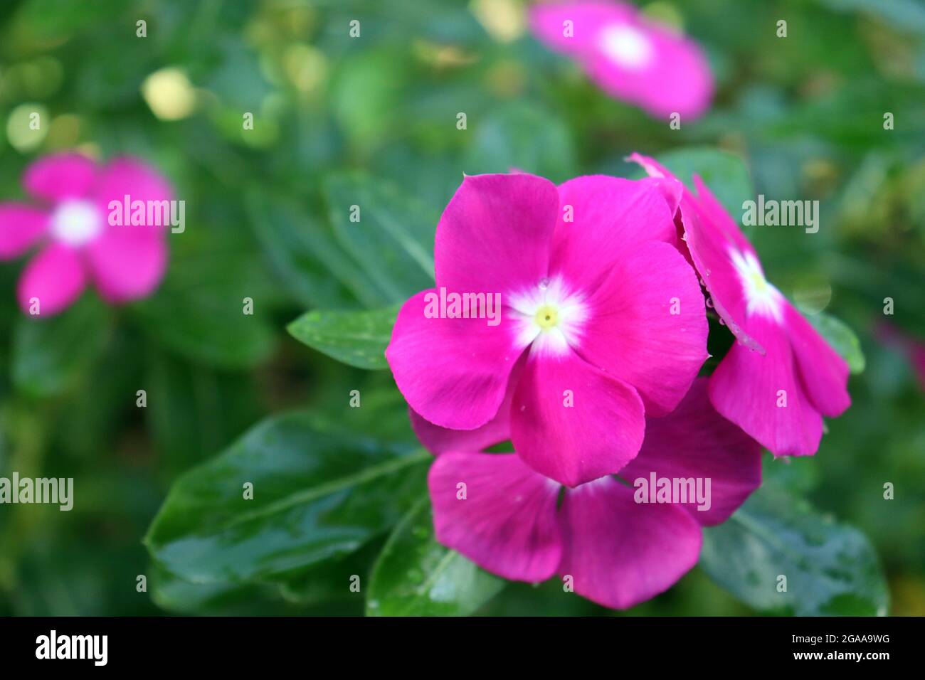two pink color flowers together Stock Photo