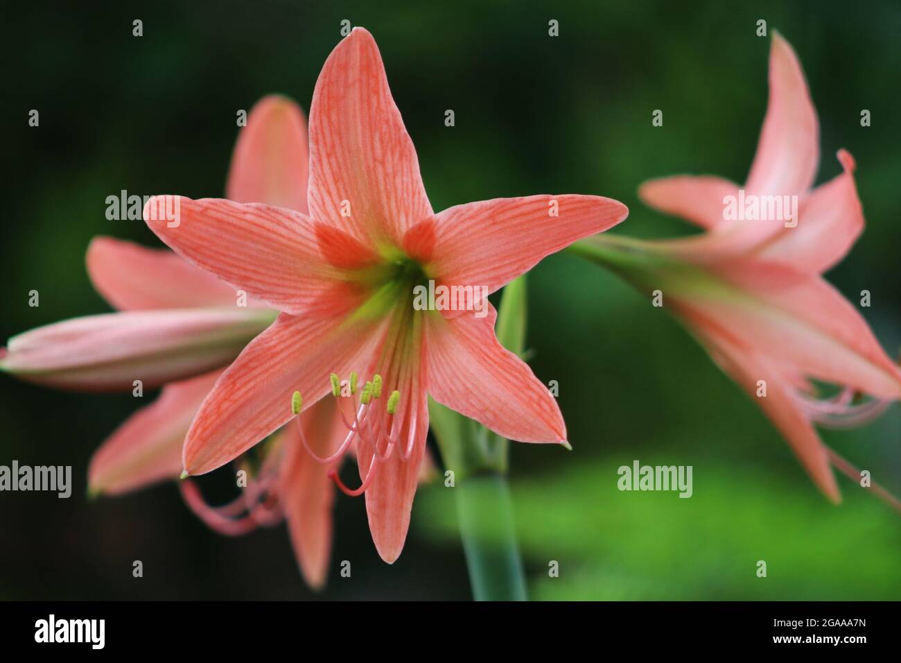 Jersey lily hires stock photography and images Alamy