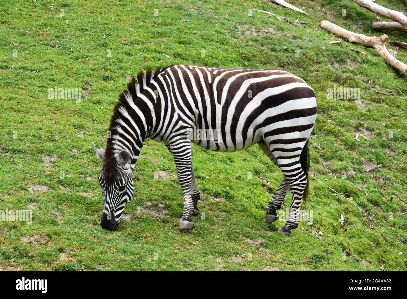 Seattle's iconic Woodland Park Zoo Stock Photo Alamy