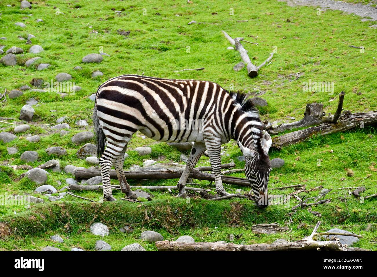 Seattle's iconic Woodland Park Zoo Stock Photo Alamy