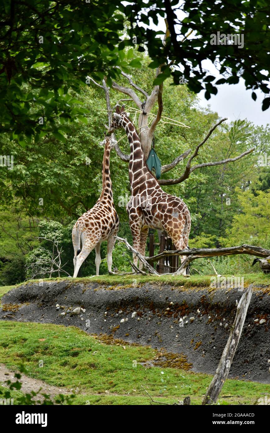 Seattle's iconic Woodland Park Zoo Stock Photo Alamy