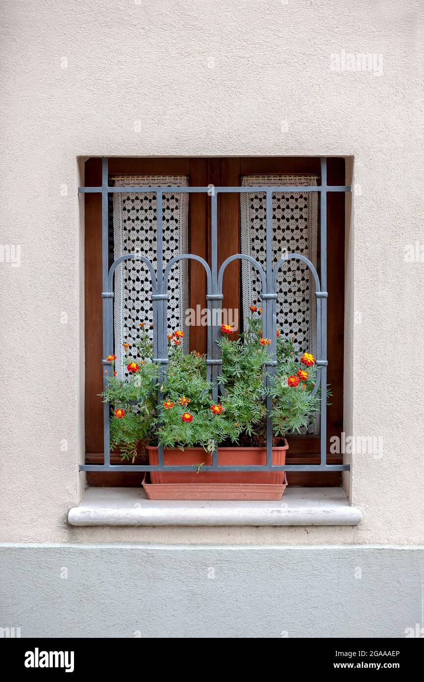 Potted plant on window sill Stock Photo - Alamy