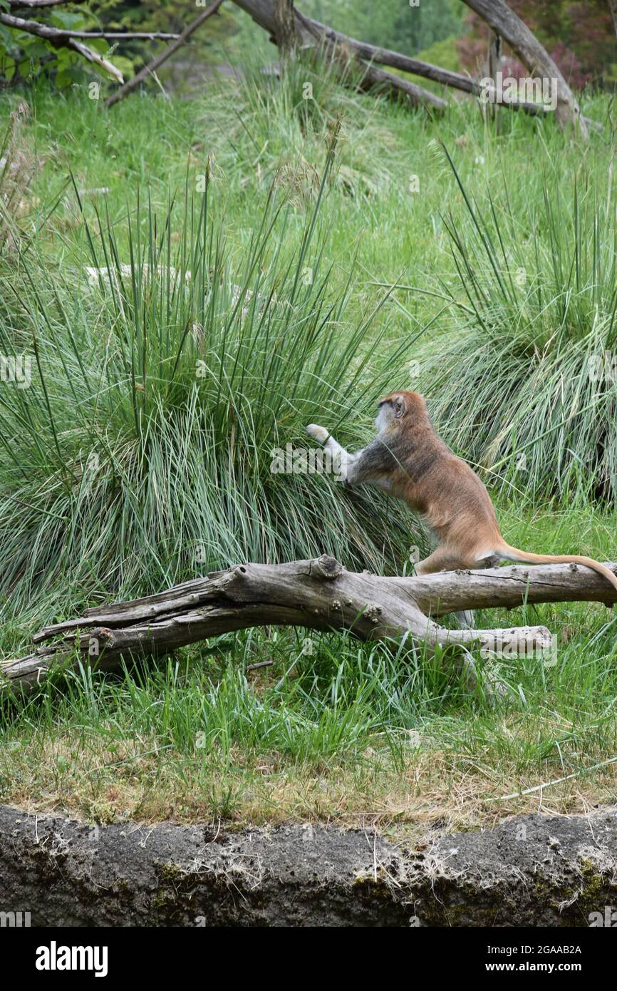 Seattle's iconic Woodland Park Zoo Stock Photo Alamy