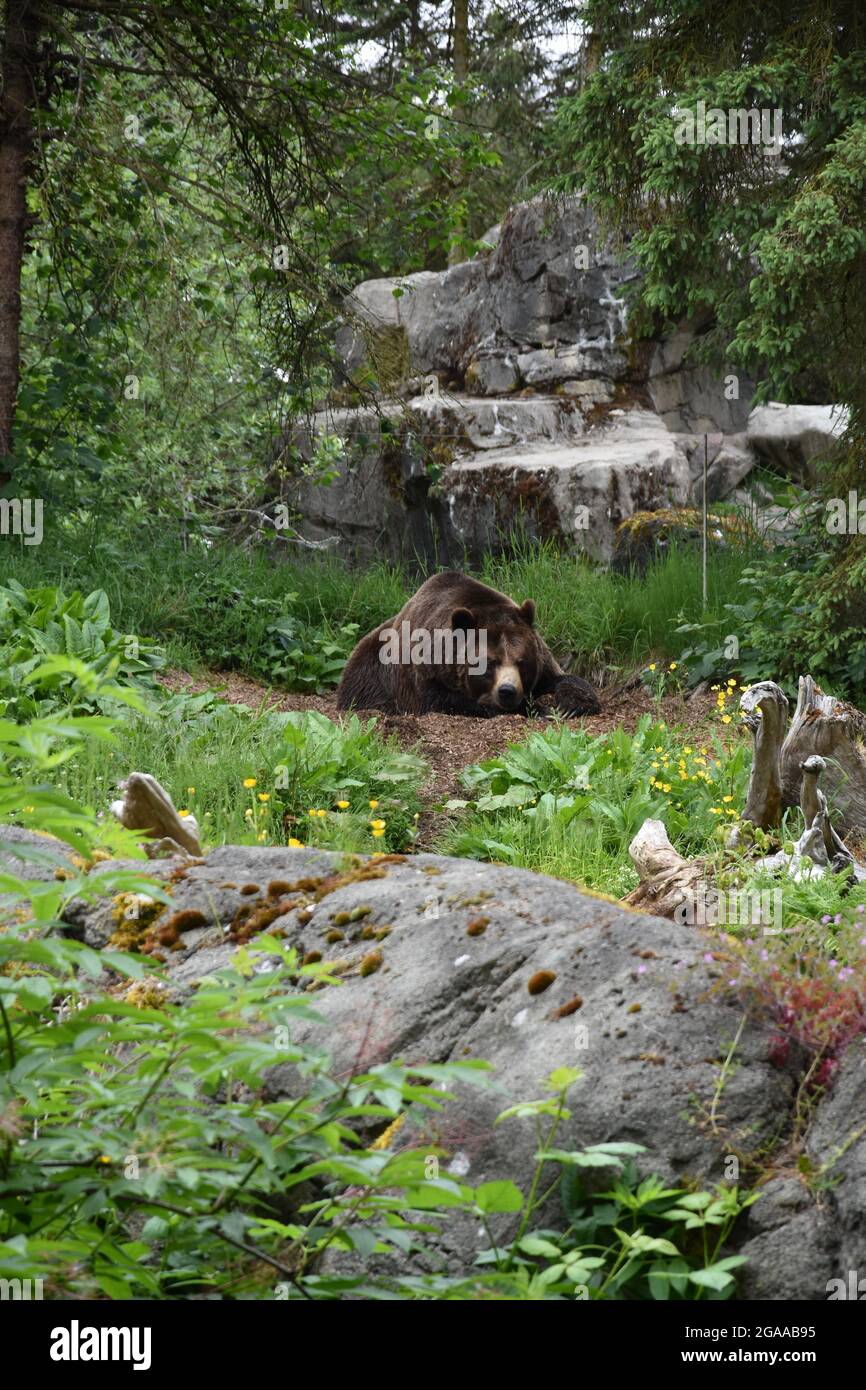 Seattle's iconic Woodland Park Zoo Stock Photo Alamy