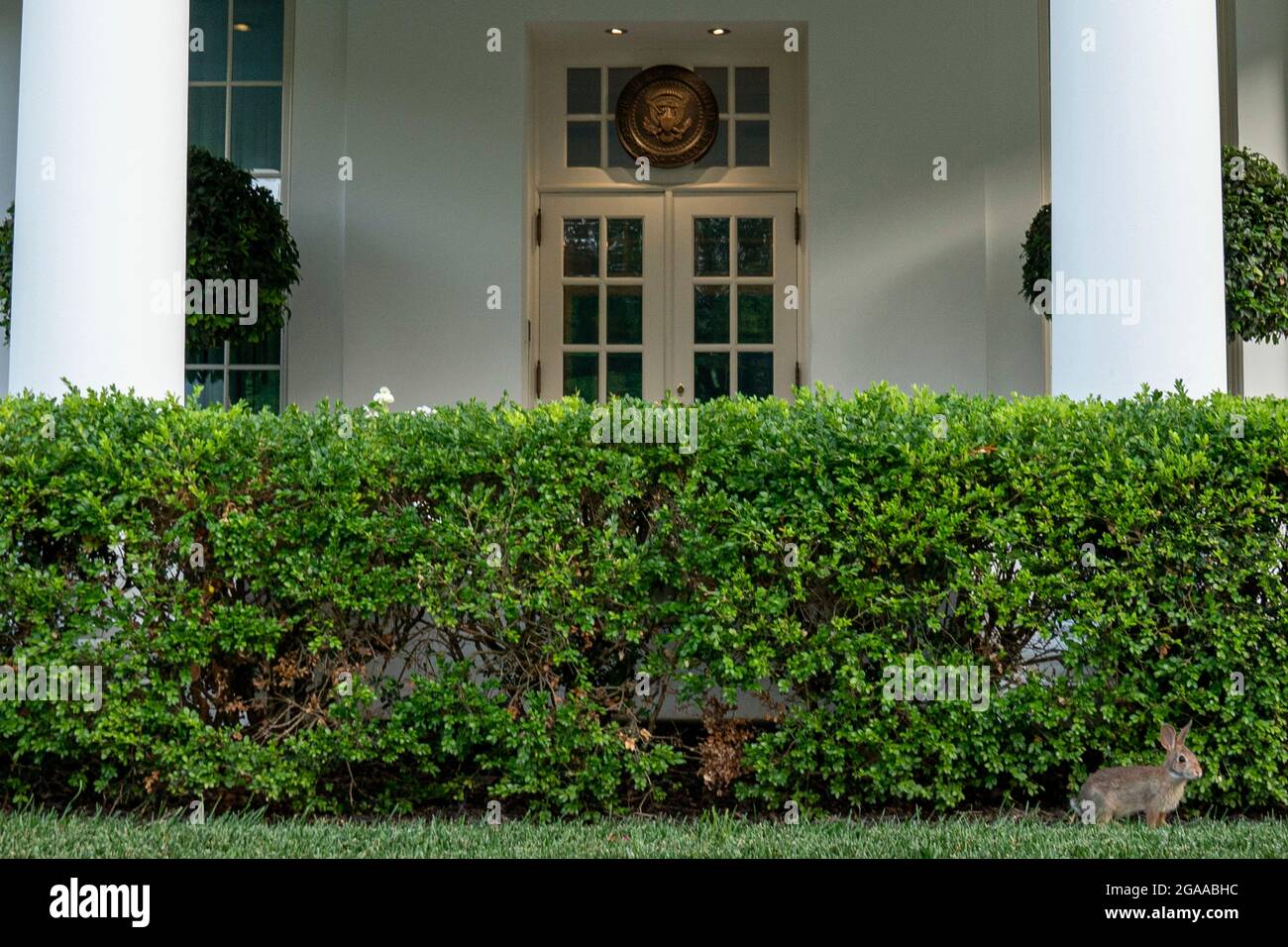 Washington DC. 29th July, 2021. A bunny rabbit lingers outside the West Wing of the White House July 29, 2021 in Washington DC. Credit: Ken Cedeno/Pool via CNP/dpa/Alamy Live News Stock Photo