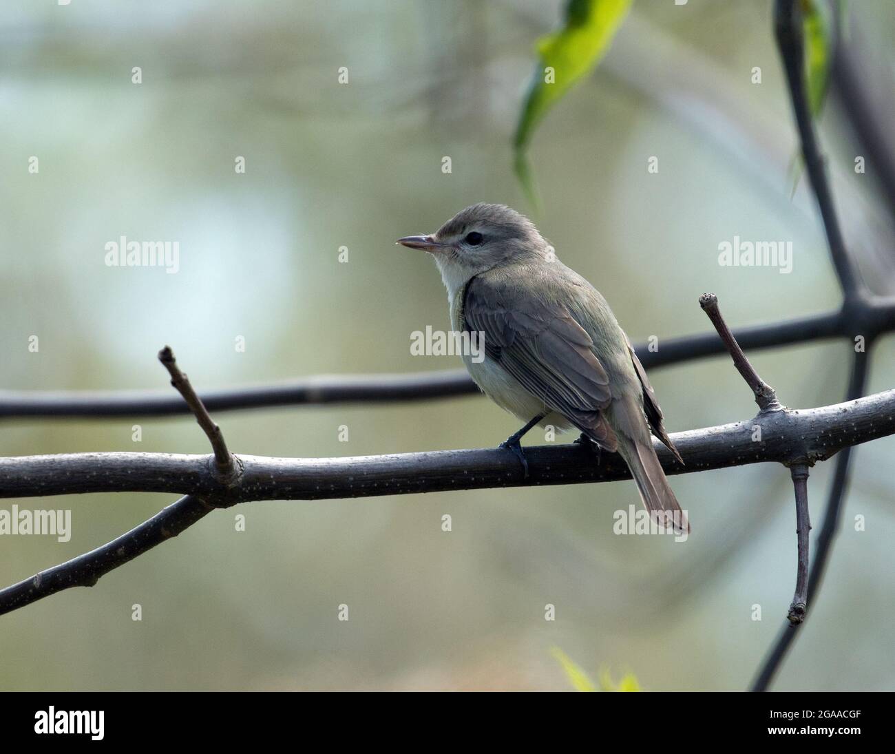 Closeup of Warbling Vireo perching on a leafy branch  during spring migration,Quebec,Canada. Scientific name of this bird is Vireo gilvus. Stock Photo
