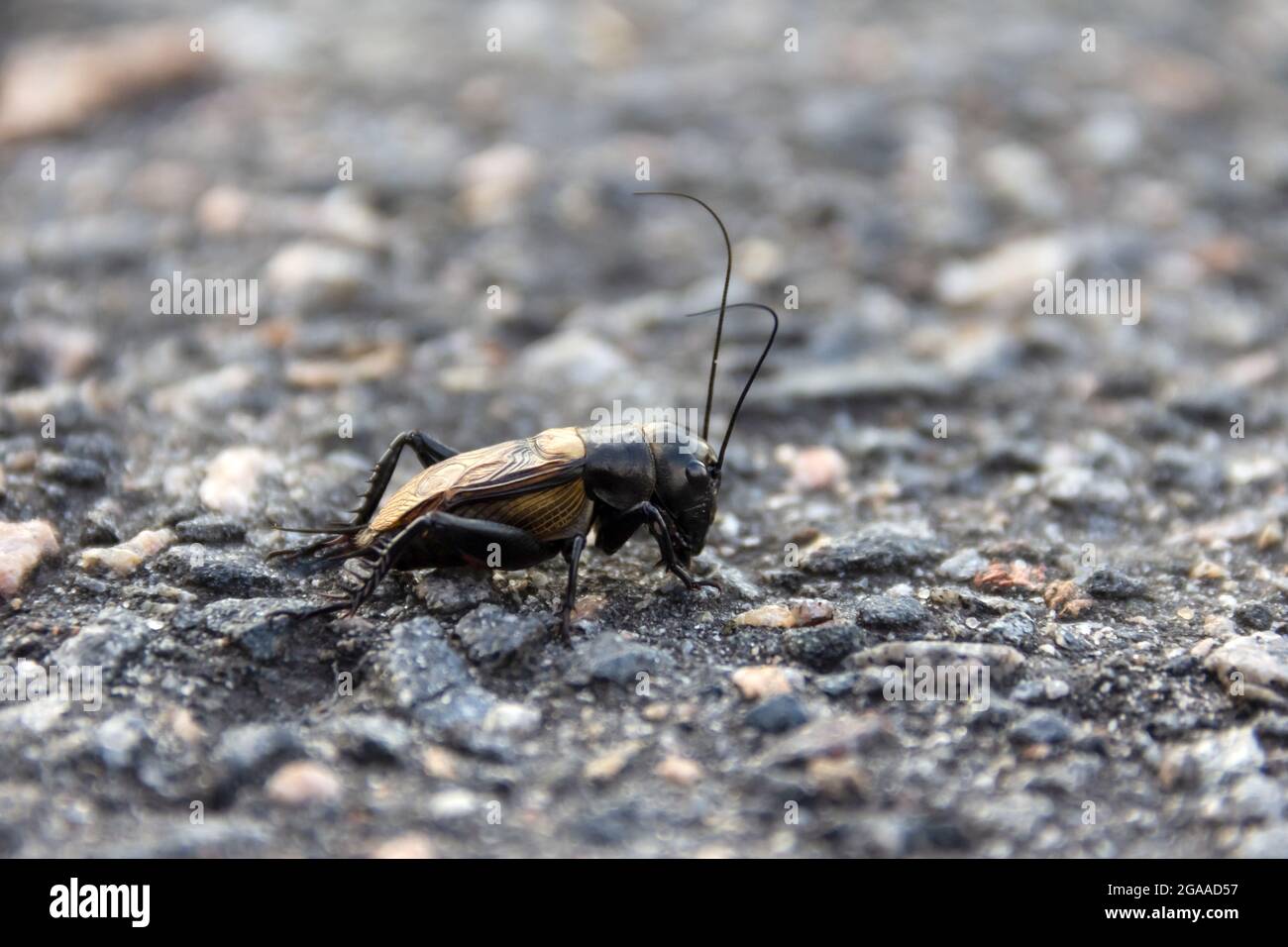 Close up of field cricket on gray background. Closeup foto, macro close up.  Stock Photo