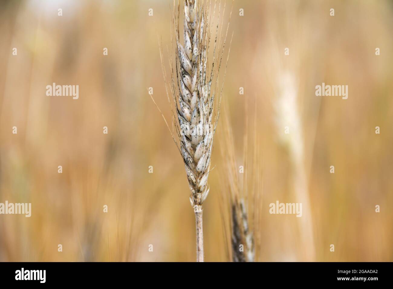 An ear of wheat affected by a black fungus. Cereal pathogenic fungal disease. Black mold damages. Close up. Stock Photo