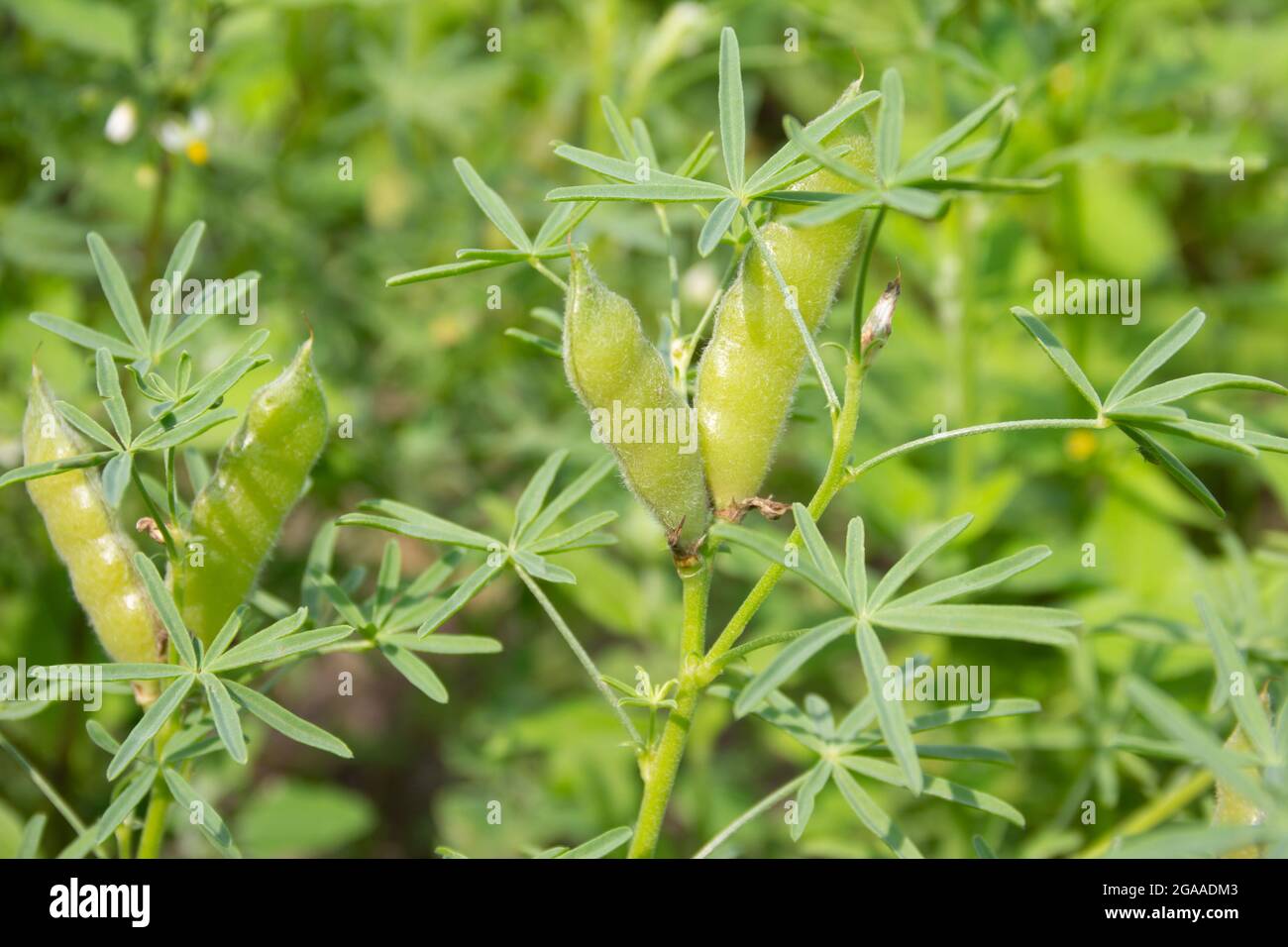 Agriculture of lupine, Lupinus angustifolius, with mature green pods. Close up. Stock Photo