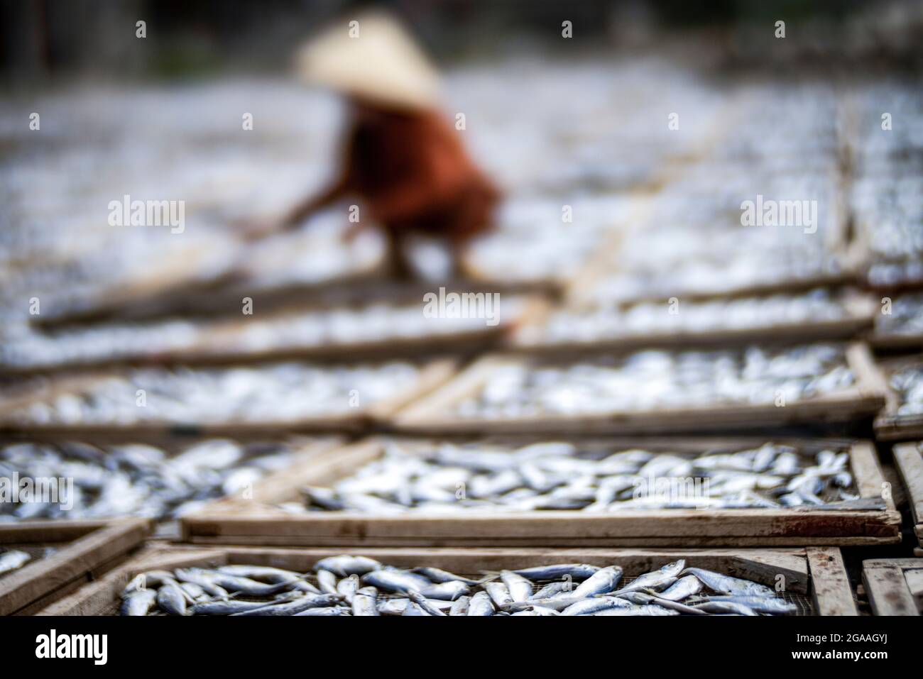 Drying fish in the yard Quang Tri province central Vietnam Stock Photo